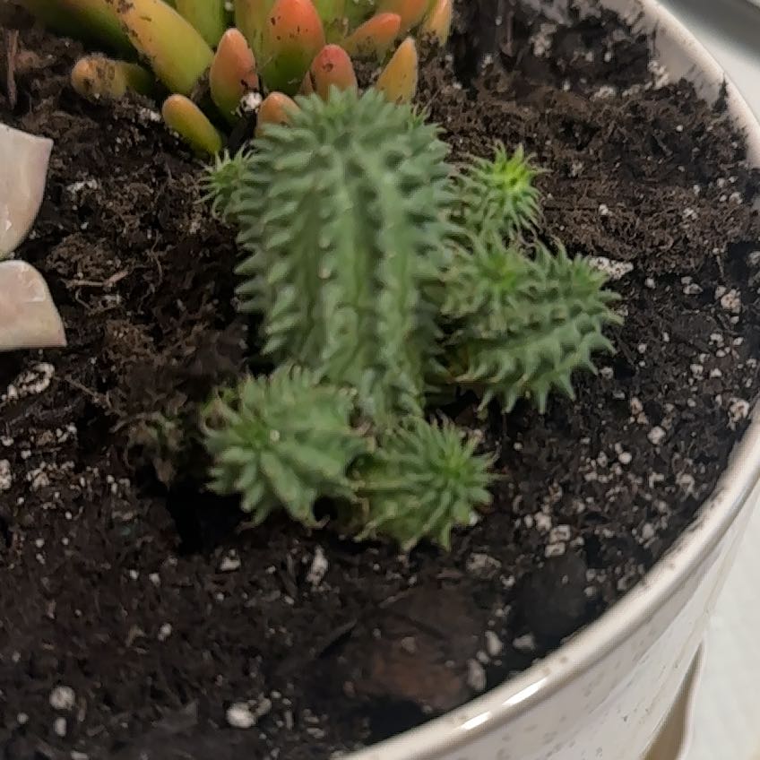 Photo of the plant species Variegated Euphorbia susannae by @Annie.morrison named Delilah on Greg, the plant care app