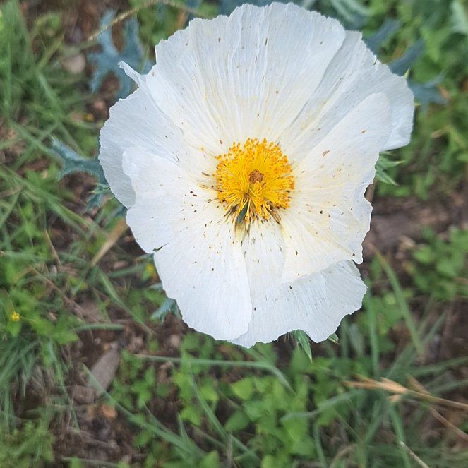 Photo of the plant species Bluestem Pricklypoppy by @HolyApplemint23 named Wall-E on Greg, the plant care app