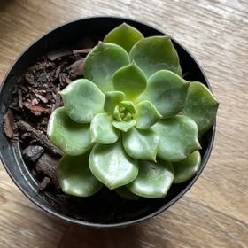 Photo of the plant species Echeveria 'Persia' by @WarmWartyspurge named River on Greg, the plant care app