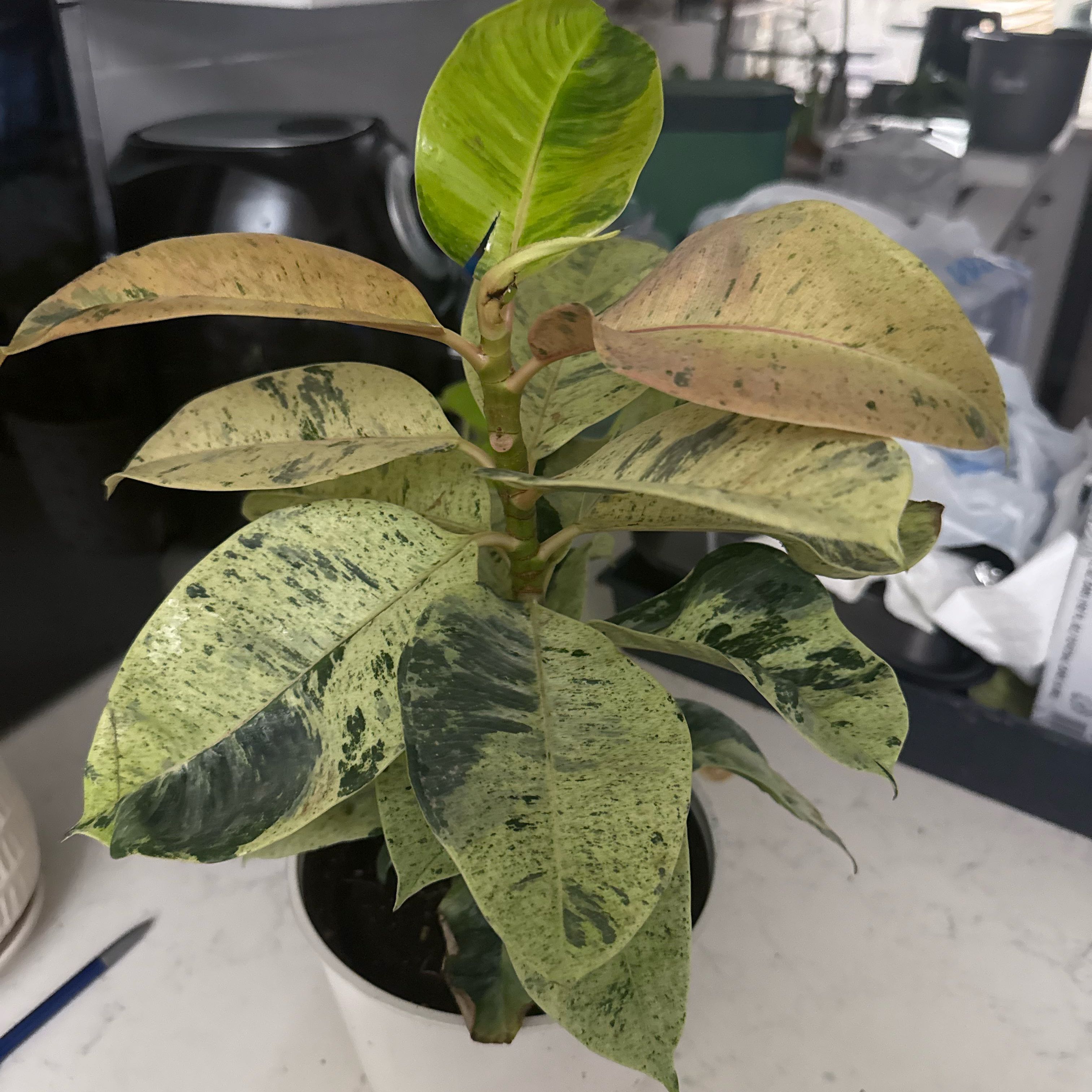 Photo of the plant species Ficus Moonshine by @LucentRosea84 named Moony on Greg, the plant care app