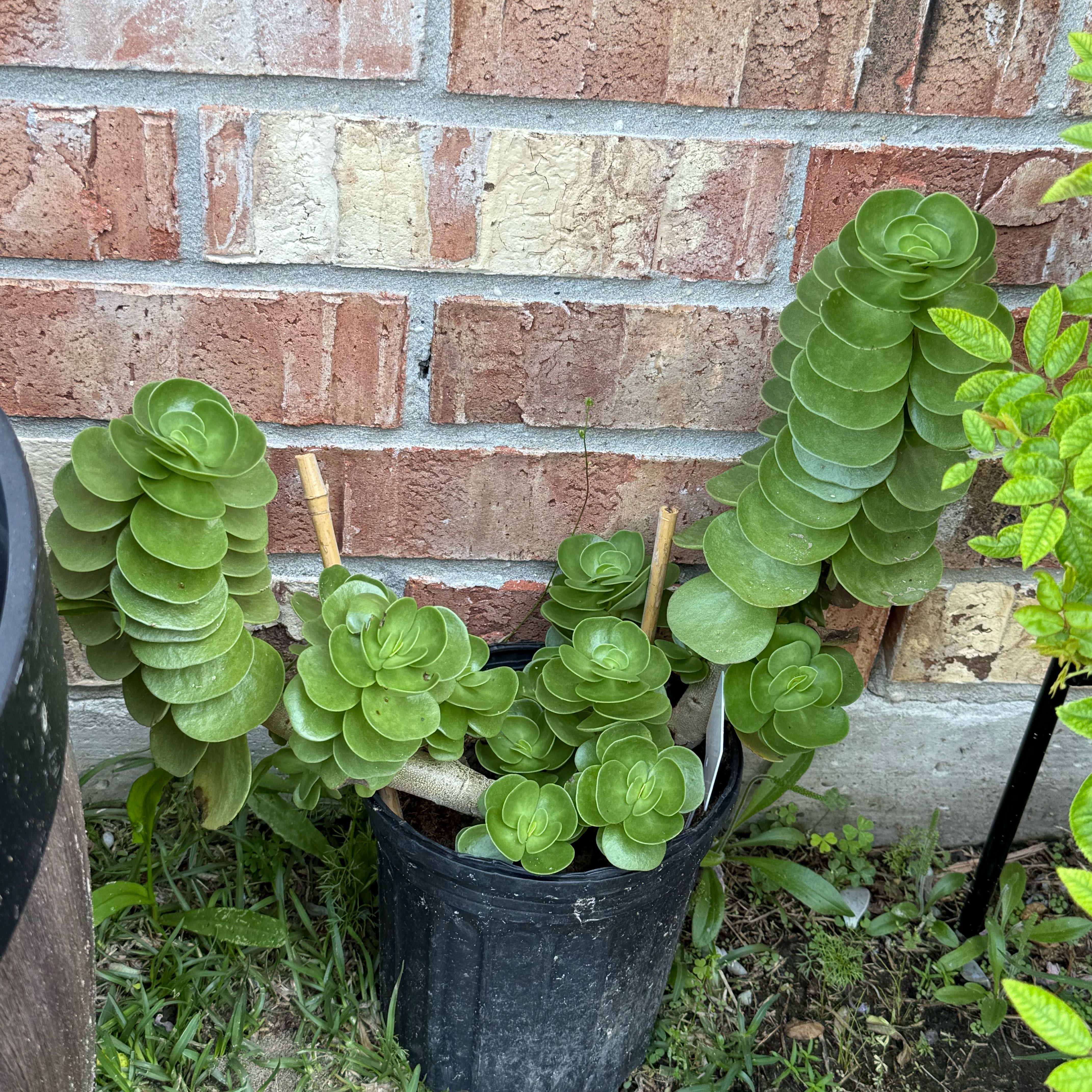 Photo of the plant species 'Ihi by @SatisfiedGinger named Naomi on Greg, the plant care app