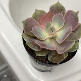 Photo of the plant species Echeveria by @EagerCacto16 named Soula on Greg, the plant care app