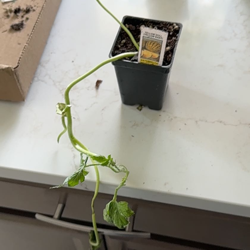 Photo of the plant species Yellow Doll Watermelon by @AngelicToropapa named Homer on Greg, the plant care app