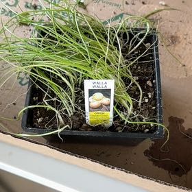 Photo of the plant species Walla Walla Onion by @AngelicToropapa named Emerson on Greg, the plant care app