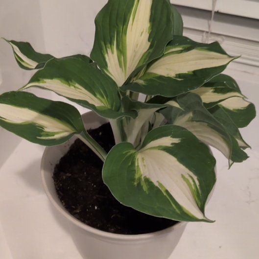Photo of the plant species Hosta 'Vulcan' by @SocialChervil54 named Lola on Greg, the plant care app