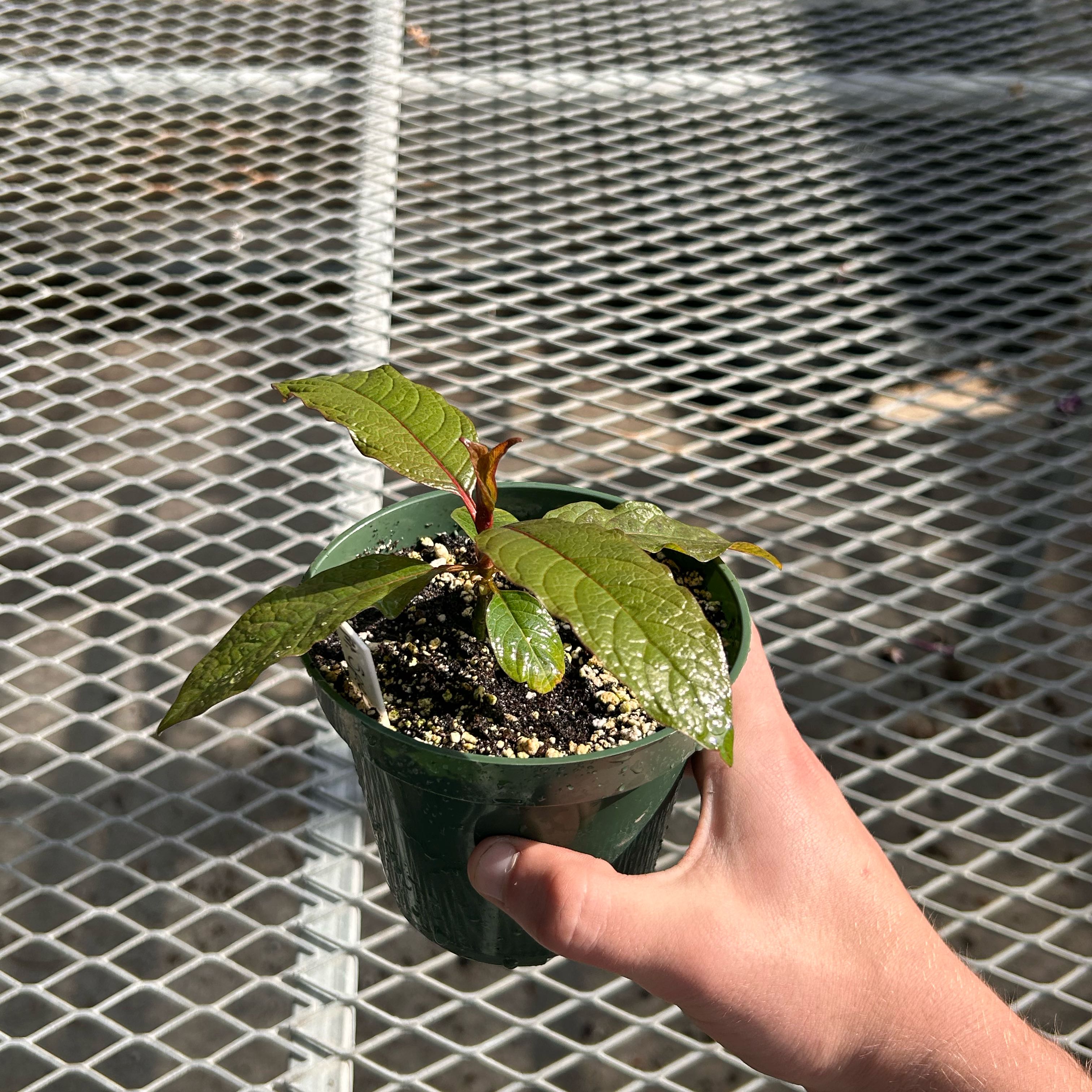 Photo of the plant species Kratom by @MajorMarimo88 named Small yet still big chungus on Greg, the plant care app