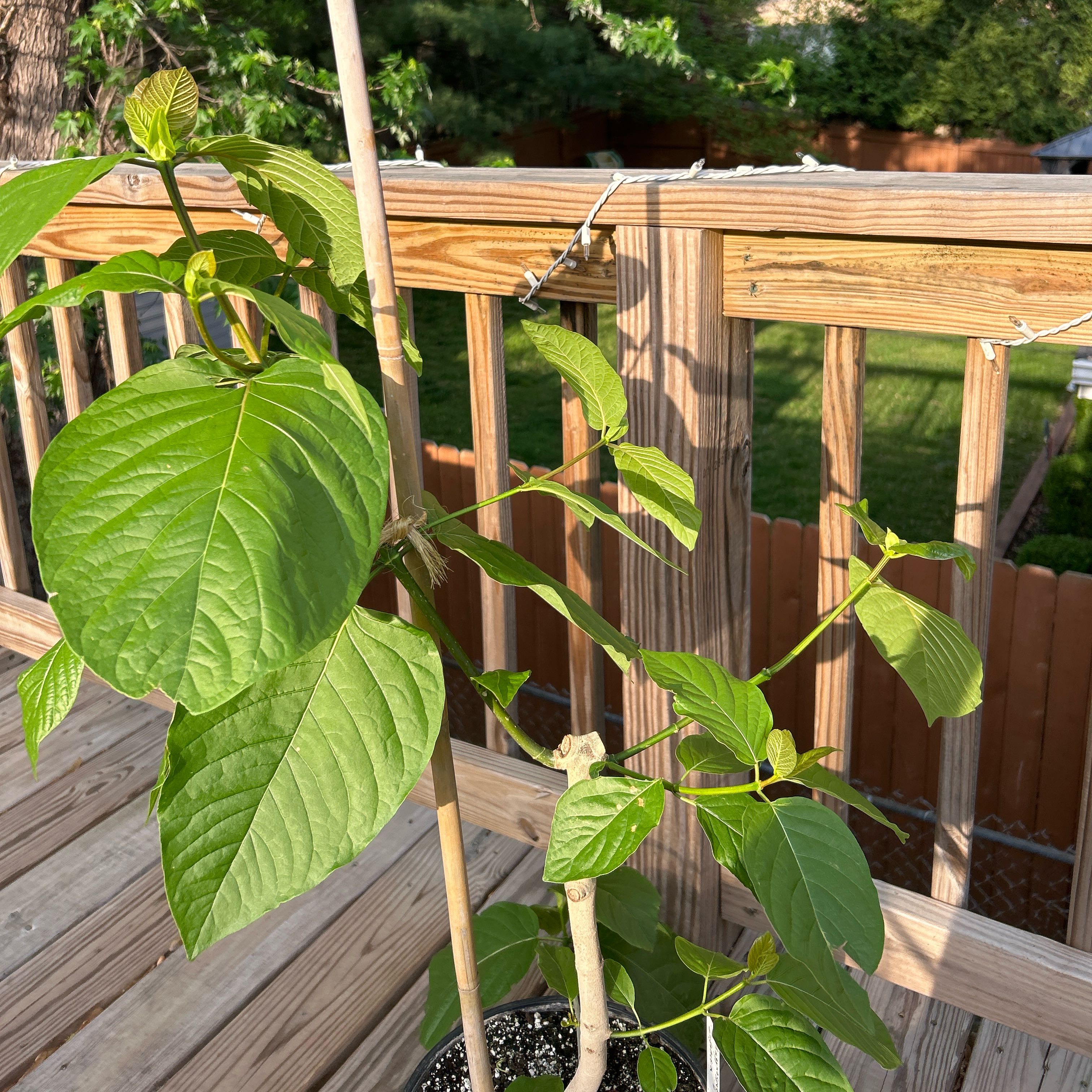 Plant care for Kratom on Greg, the plant care app