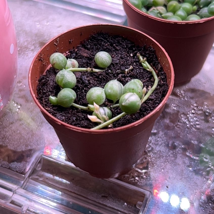 Photo of the plant species Varigated String of Pearls by @Tailerb named Osmo on Greg, the plant care app