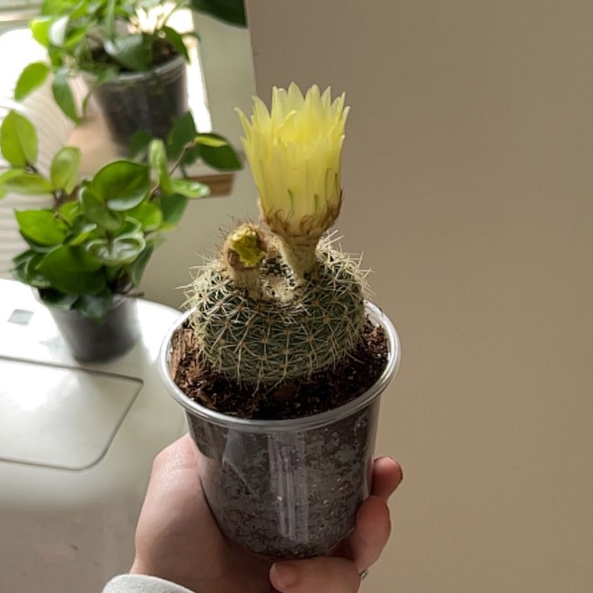 Photo of the plant species Notocactus elegans by @Tailerb named Marilyn on Greg, the plant care app