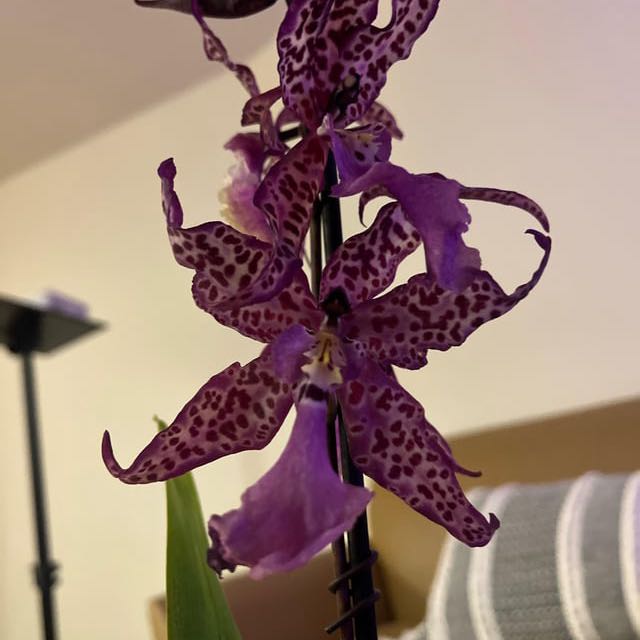 Photo of the plant species Beallara Orchid by @ProSeagrape67 named fuchsia on Greg, the plant care app