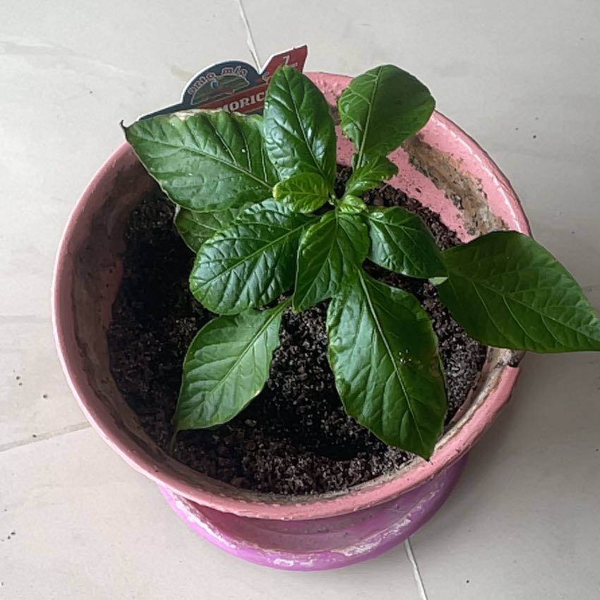 Photo of the plant species Naga Chili by @PluckyWarnockia named Llorón on Greg, the plant care app