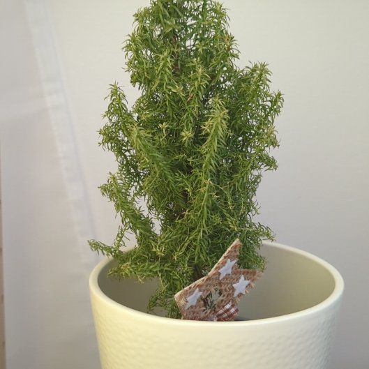 Photo of the plant species Chamaecyparis thyoides var. henryae by @GodlyBroom90 named Chrisymas on Greg, the plant care app
