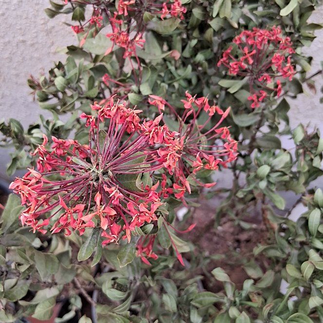 Photo of the plant species Jungle Geranium by @StandupTipa94 named Bigleef Smalls on Greg, the plant care app