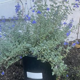 Photo of the plant species Germander Sage by @norathecooliest named Delilah on Greg, the plant care app