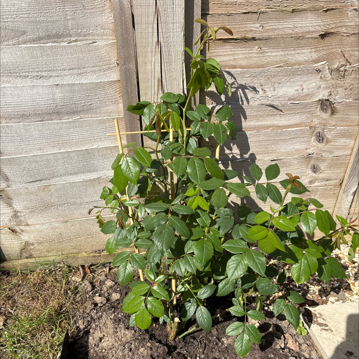 Photo of the plant species Rosa 'Claire Austin' by @AproposPecan84 named Nithin on Greg, the plant care app