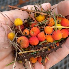 Photo of the plant species Strawberry-Tree by @WizardHautree named Sonora on Greg, the plant care app