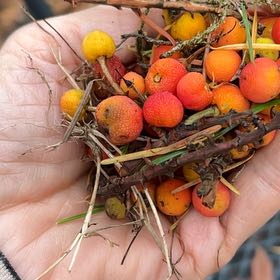 Photo of the plant species Strawberry-Tree by @WizardHautree named Remington on Greg, the plant care app