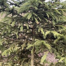 Photo of the plant species Norway Spruce by @WizardHautree named Drake on Greg, the plant care app