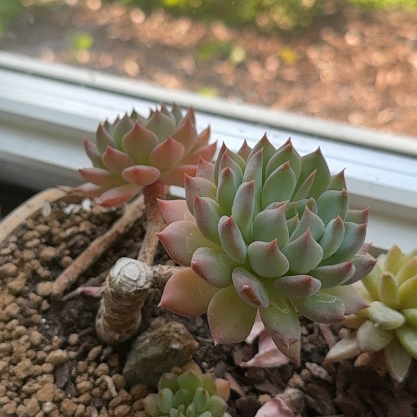 Photo of the plant species Blue Bird Echeveria by @AnewRockweed0 named Aria on Greg, the plant care app