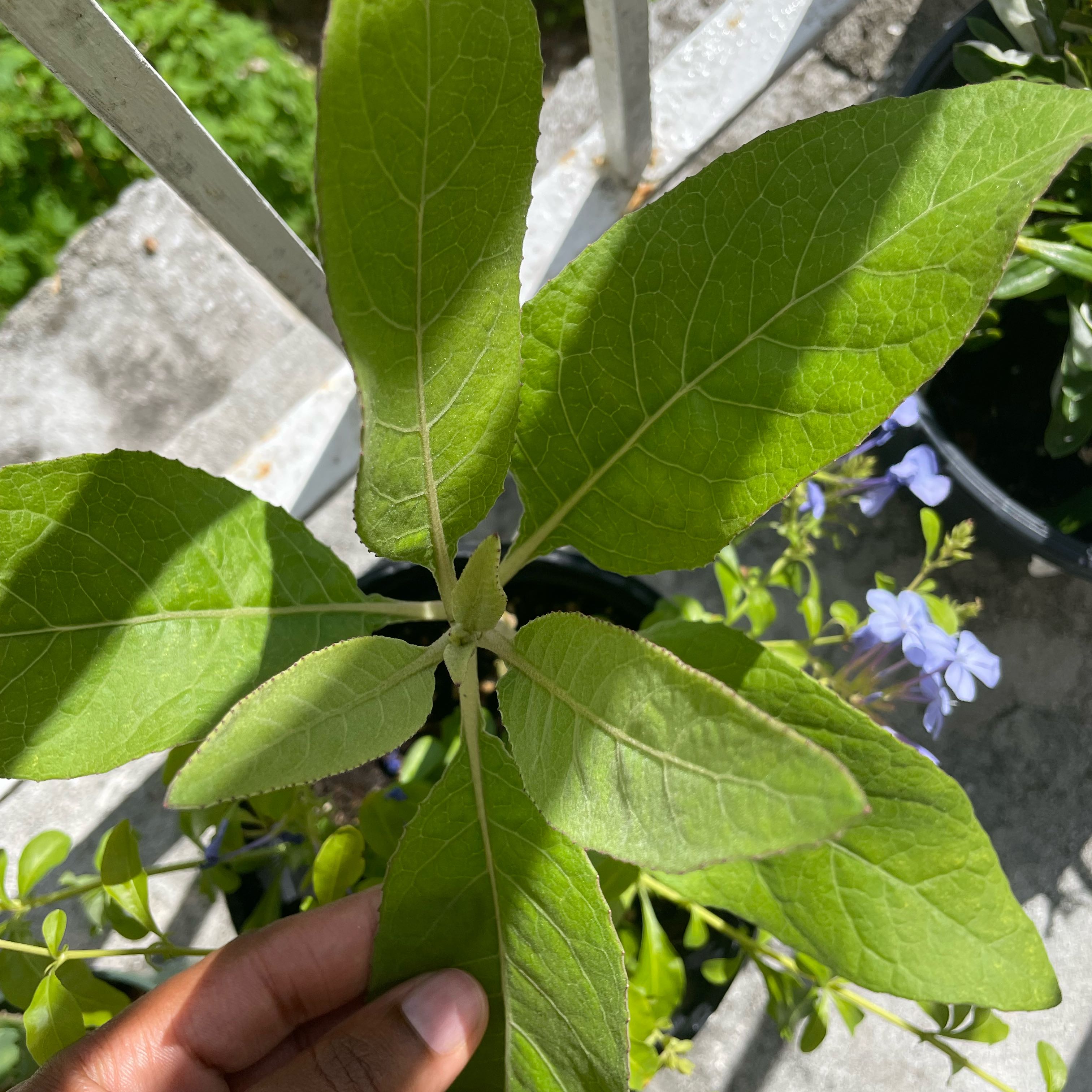 Photo of the plant species Earleaf Nightshade by @SweetMistystar named Forrest on Greg, the plant care app