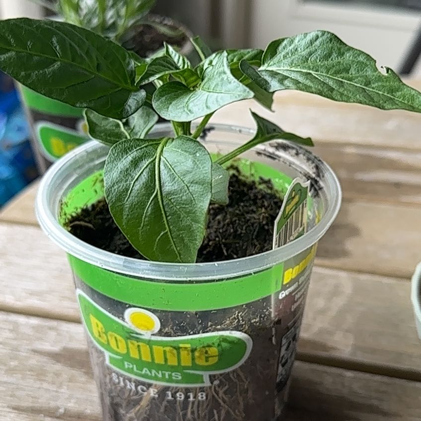 Photo of the plant species Red Baron Sweet Bell Pepper by @UltraSalsa91 named Gobi on Greg, the plant care app