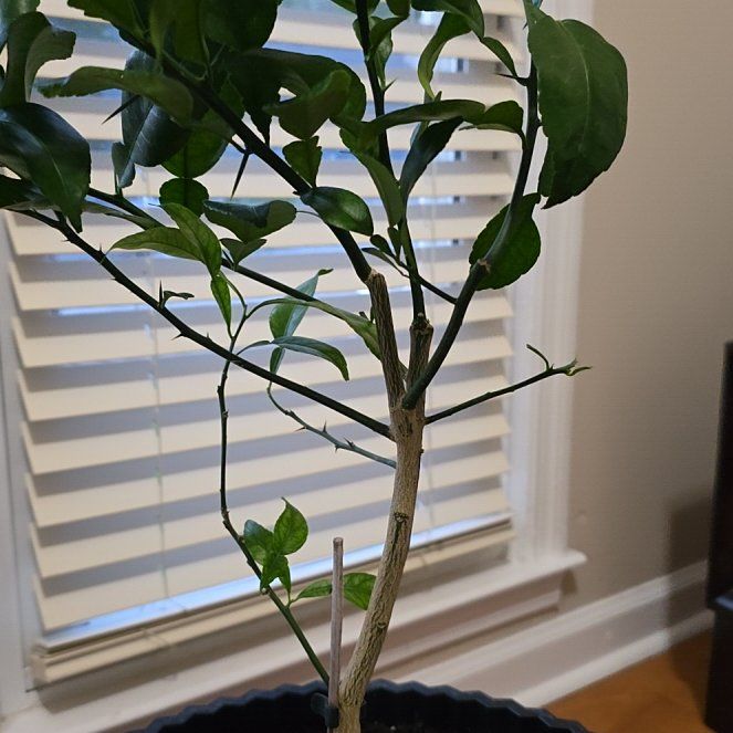 Photo of the plant species Sudachi Hybrid Yuzu by @LucidKanono19 named Mochi on Greg, the plant care app