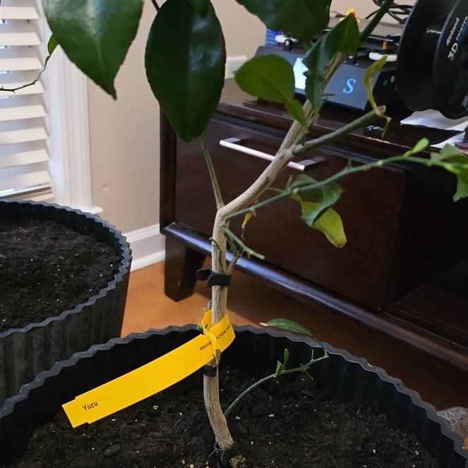 Photo of the plant species Sudachi Hybrid Yuzu by @LucidKanono19 named Sol on Greg, the plant care app
