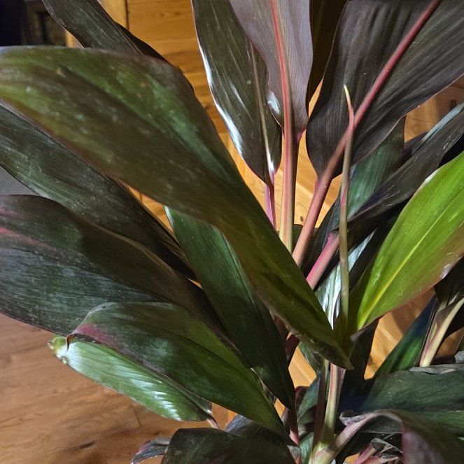 Photo of the plant species Cordyline 'Tricolor' by @DandyTreeoflove named Huckleberry Fern on Greg, the plant care app