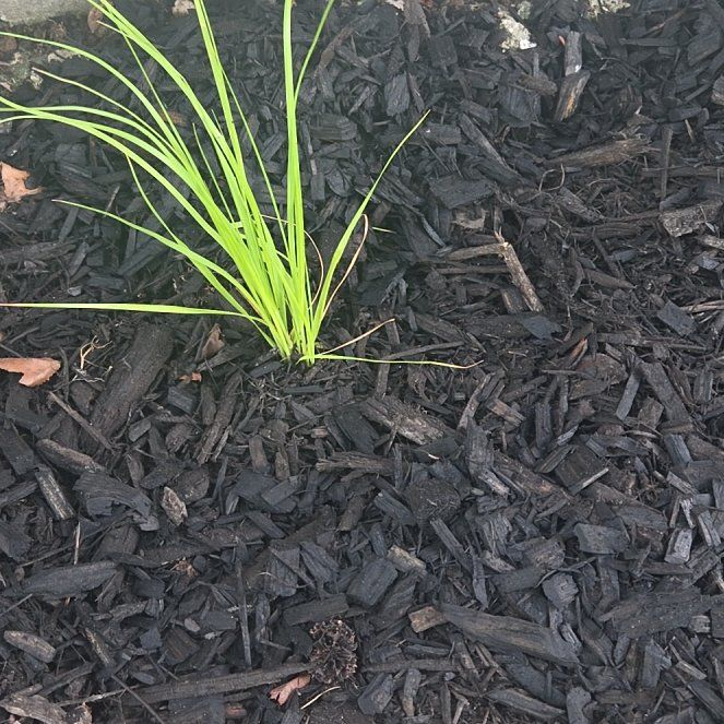 Photo of the plant species Pink Pampas Grass by @TrySweetbaby74 named Treeyoncé on Greg, the plant care app