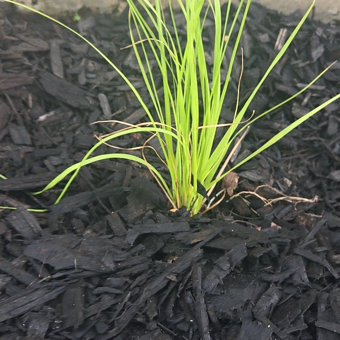 Photo of the plant species Pink Pampas Grass by @TrySweetbaby74 named Marley on Greg, the plant care app