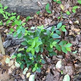 Photo of the plant species Bluecrop Blueberry by @WordsmithRimu6 named Beyonce on Greg, the plant care app