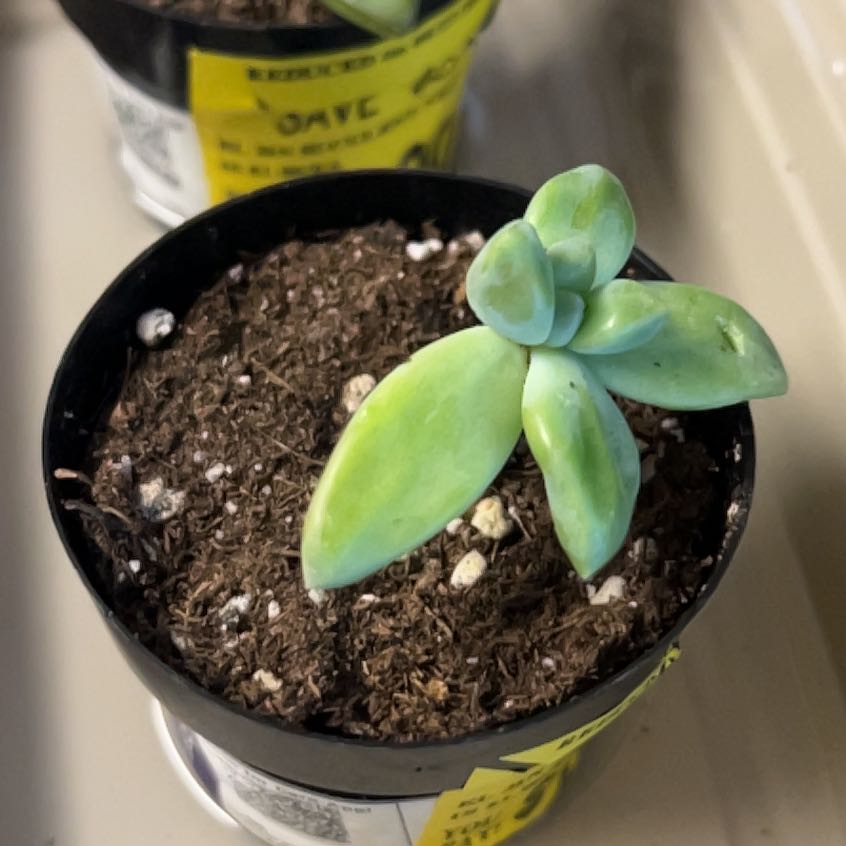 Photo of the plant species Graptoveria 'Blue Pearl' by @GemSplitrock60 named Marley on Greg, the plant care app