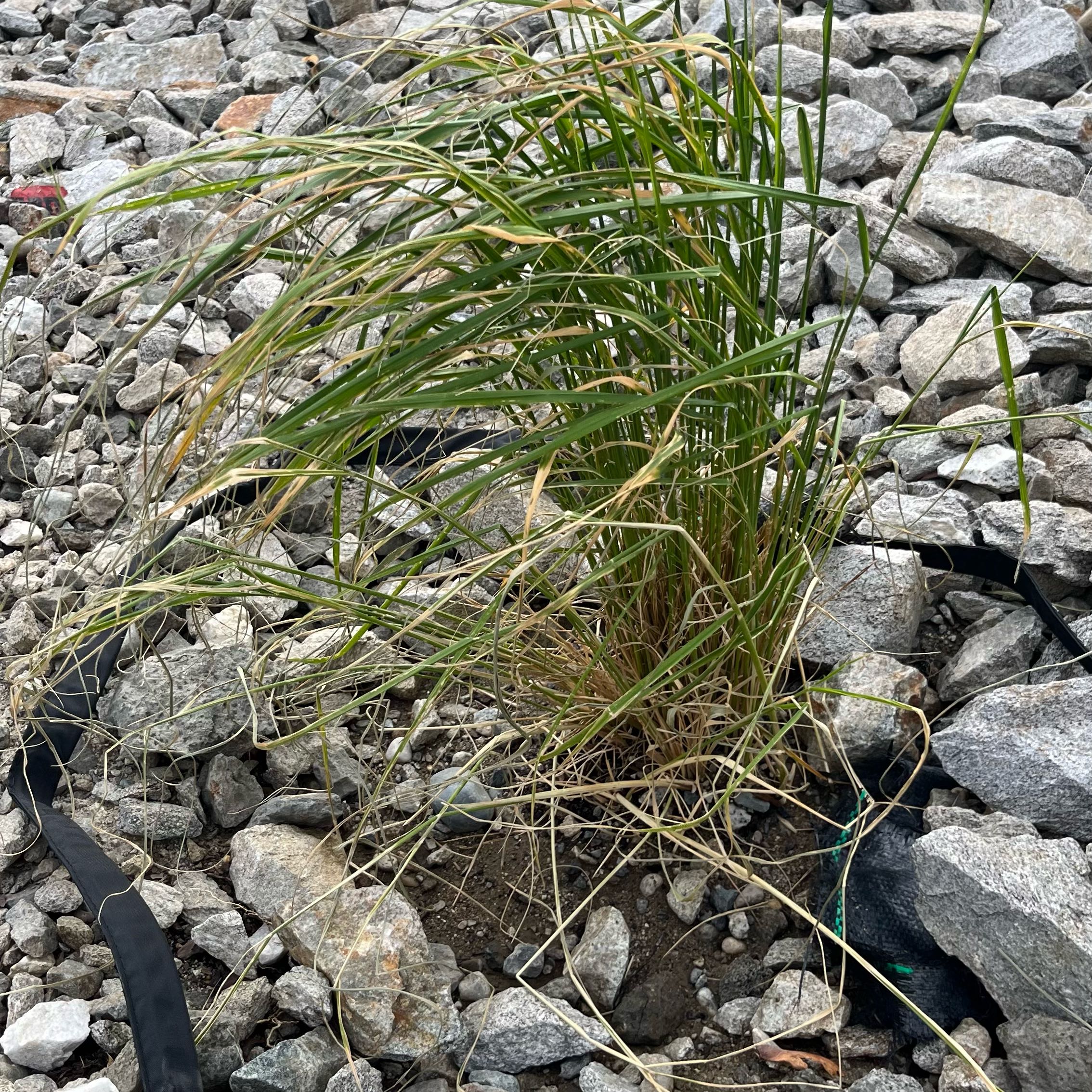 Photo of the plant species Karl forrester by @HeroHope38 named Terra on Greg, the plant care app