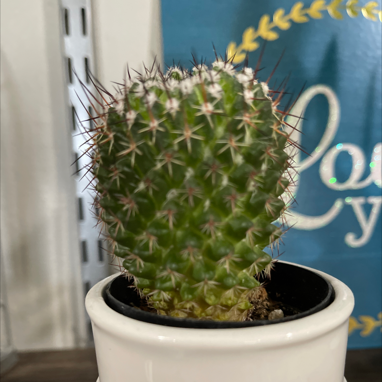 Healthy green Simpson Hedgehog Cactus in a white ceramic pot, densely covered in thin tan spines.