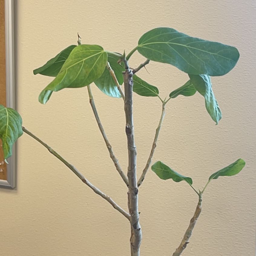 Audrey Ficus plant with large green leaves and a thin woody stem, well-framed and centered.