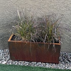 Photo of the plant species Purple Fountain Grass by @DancingQueen named Orlando Bloom on Greg, the plant care app