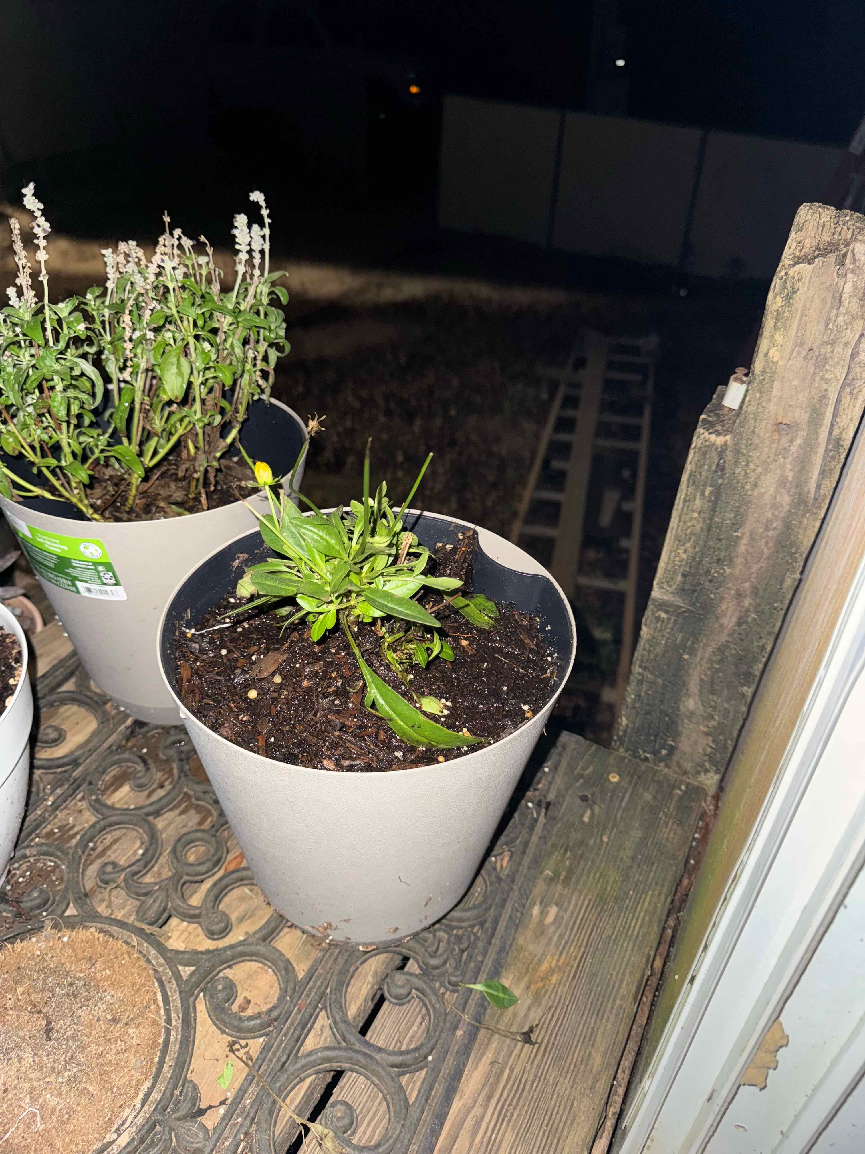 Photo of the plant species Coreopsis Uptick 'Yellow & Red' by @TunefulKonjac98 named Sir Plancelot on Greg, the plant care app