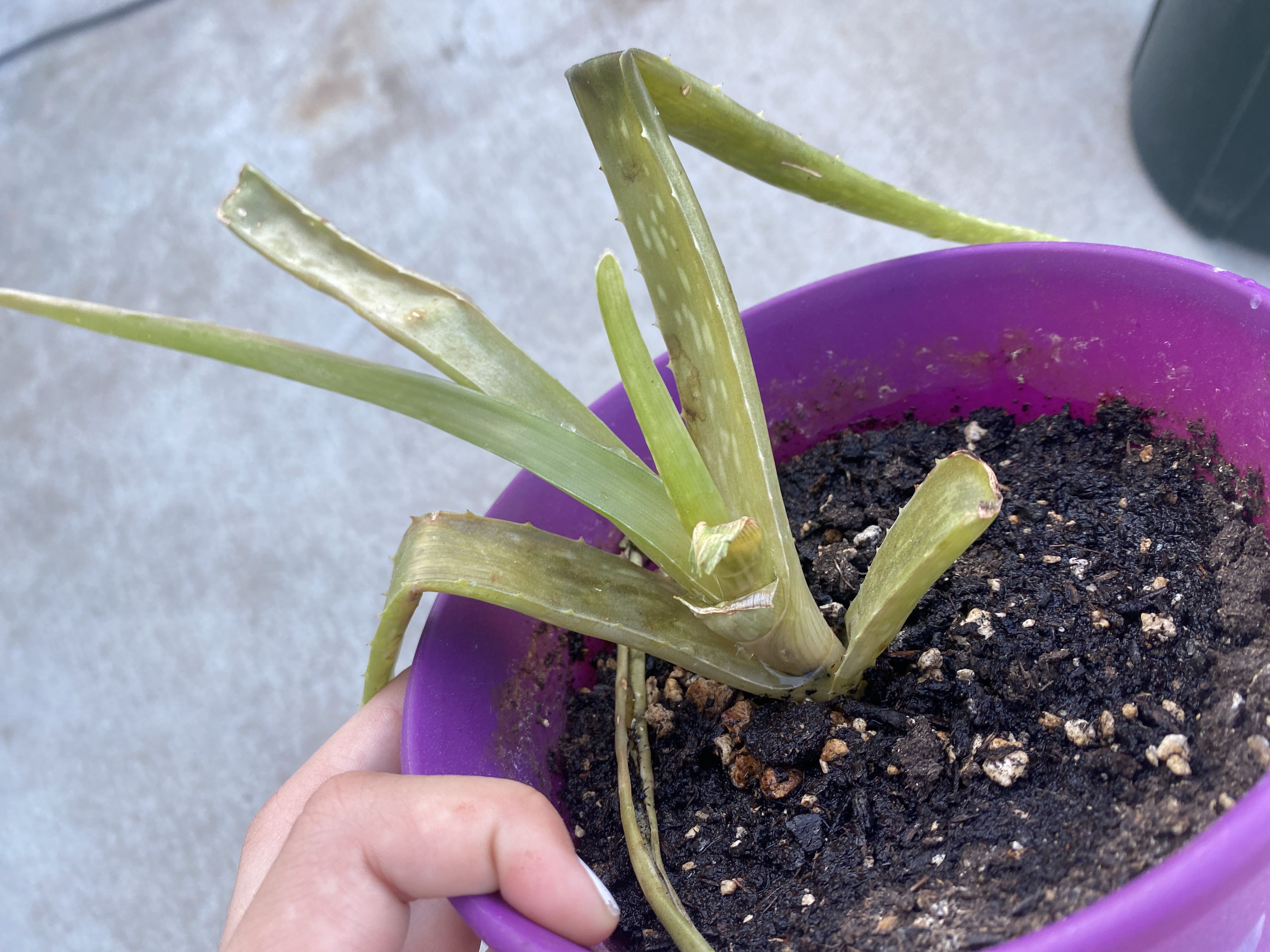 all-about-your-aloe-vera-s-roots