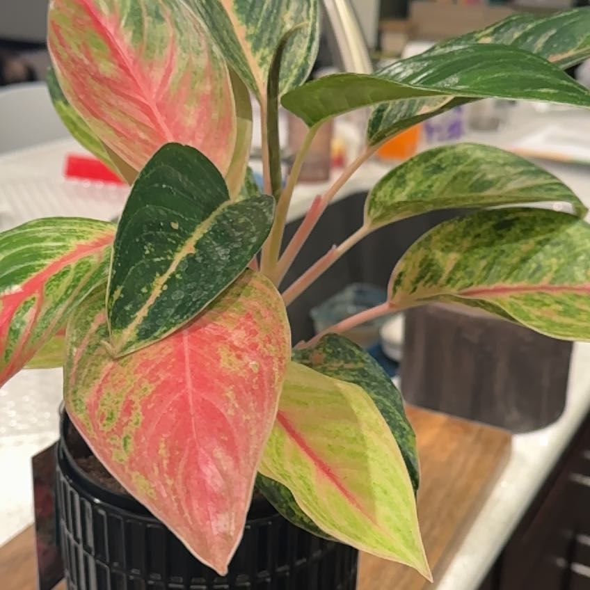 Photo of the plant species Aglaonema by @CarolSmith named Home - Aglaonema on Greg, the plant care app