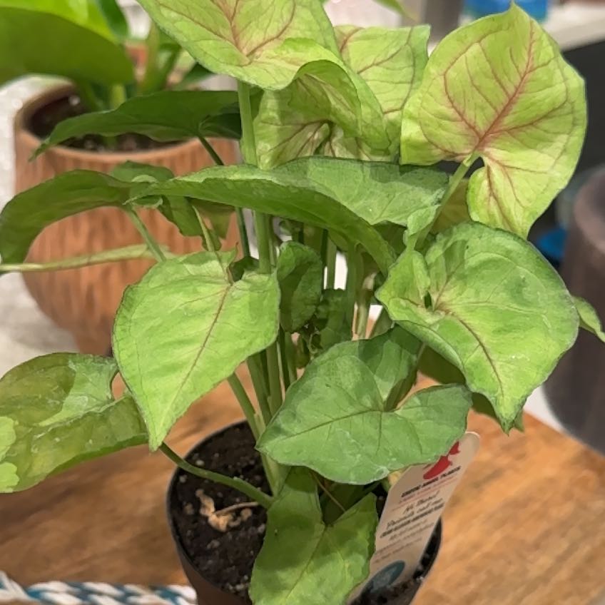 Photo of the plant species Syngonium cream alluison by @CarolSmith named Home - Cream Allusion Arrowhead on Greg, the plant care app