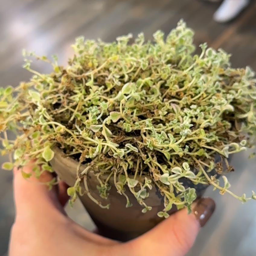 Photo of the plant species Sedum 'Little Missy' by @CarolSmith named Office - Little Missy on Greg, the plant care app