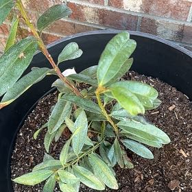 Photo of the plant species Indonesian Bay Tree by @YiftBeech69 named Aristotle on Greg, the plant care app