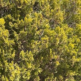 Photo of the plant species Juniper Mistletoe by @SylplantsGnome named Darwin on Greg, the plant care app