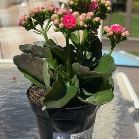 Photo of the plant species Kalanchoe blossfeldiana 'Pink' by @SvelteRaspfern1 named Winston on Greg, the plant care app