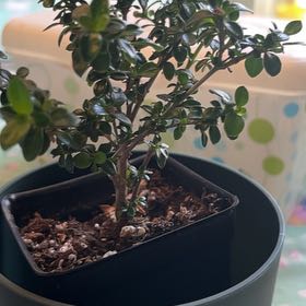 Photo of the plant species Snowrose by @NurseGinseng20 named Nemo on Greg, the plant care app