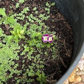 Photo of the plant species Purple Woodsorrel by @FirstrateTipa5 named Planty on Greg, the plant care app