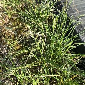 Photo of the plant species Poa Annua by @FirstrateTipa5 named Emerson on Greg, the plant care app