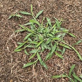 Photo of the plant species Japanese Stiltgrass by @FirstrateTipa5 named Beyonce on Greg, the plant care app