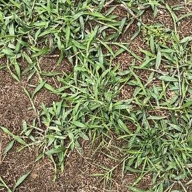 Photo of the plant species Bermuda Grass by @FirstrateTipa5 named Luna on Greg, the plant care app