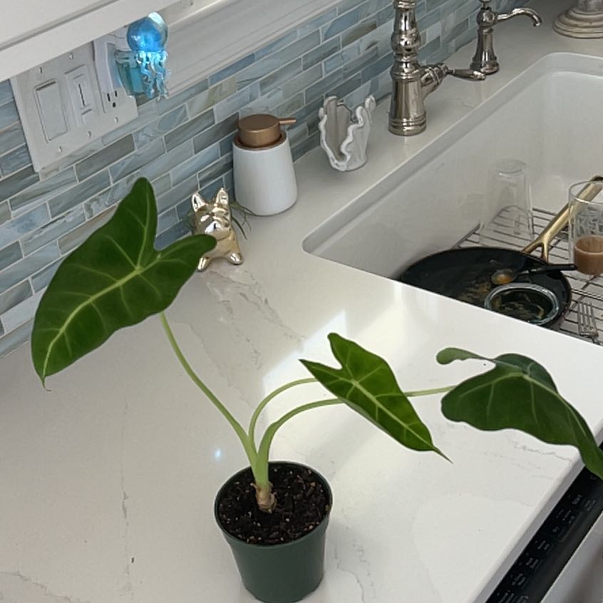Photo of the plant species Alocasia Velvet Elvis by @FireballPokaka named Duke on Greg, the plant care app